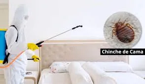 Chinches de cama