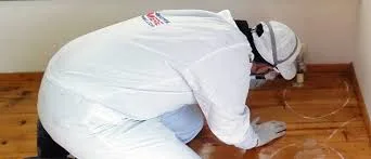 Hormigas